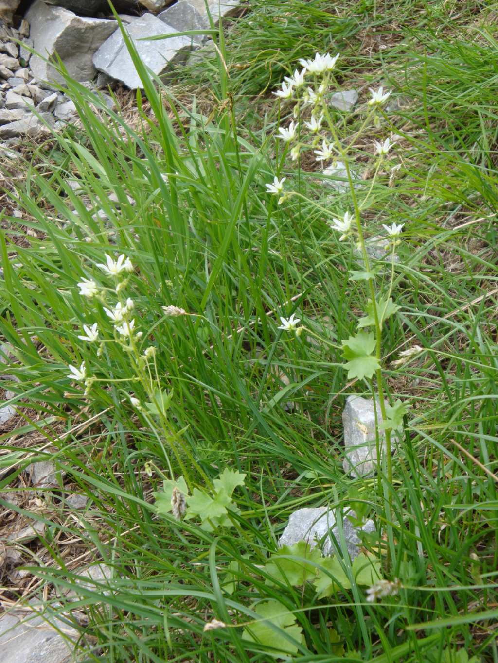 Saxifraga rotundifolia   (Saxifragaceae)